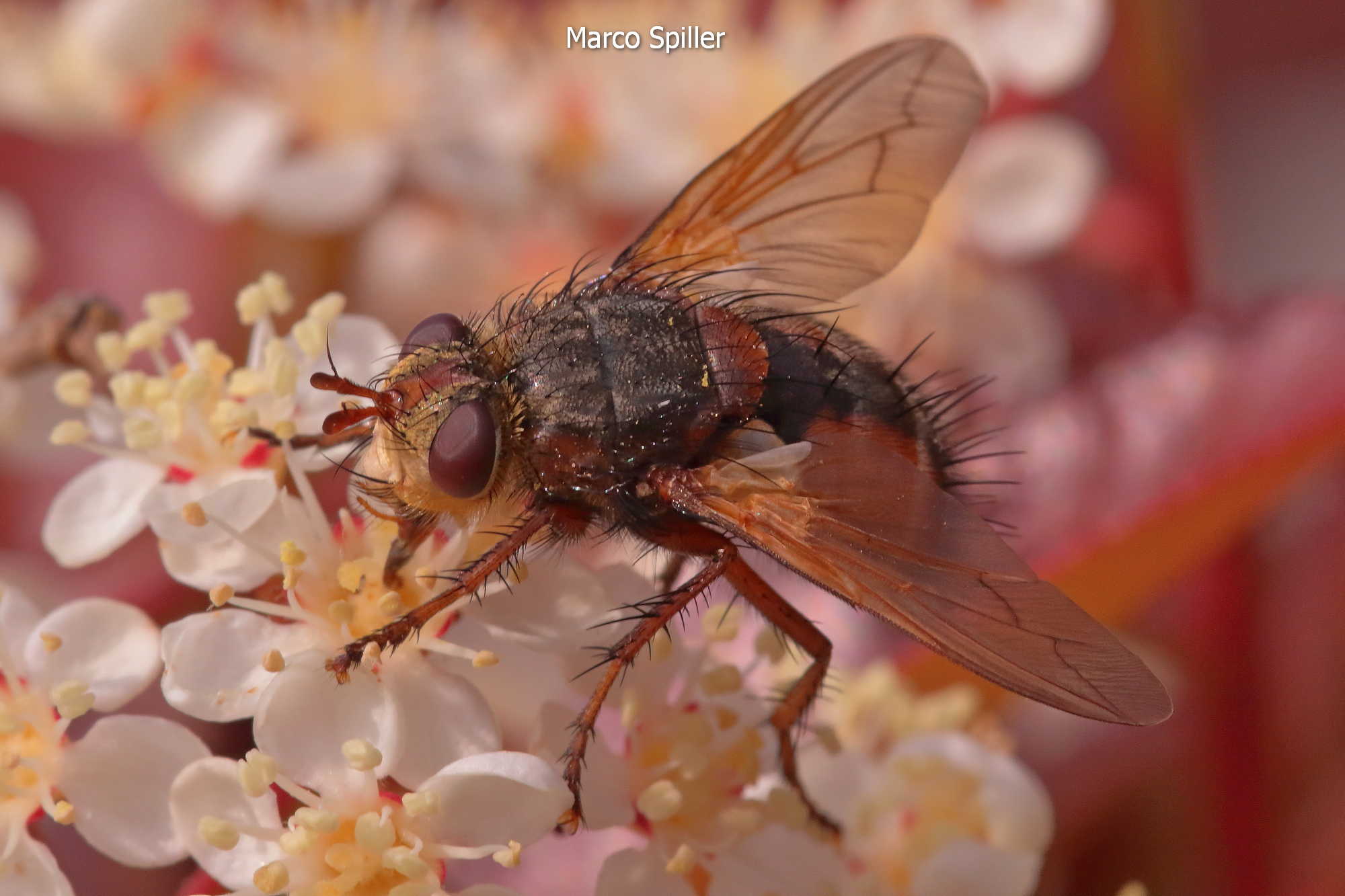 Tachina fera